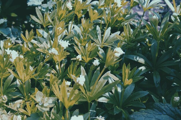 写真 花と葉の詳細写真