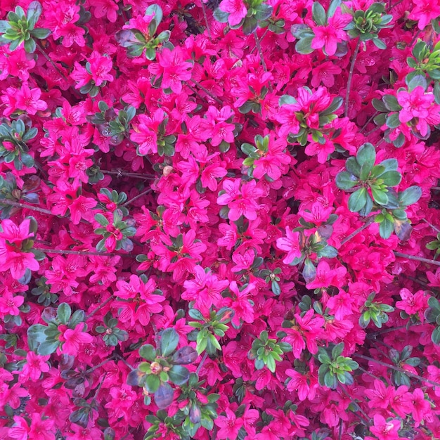 ピンクの花の詳細写真