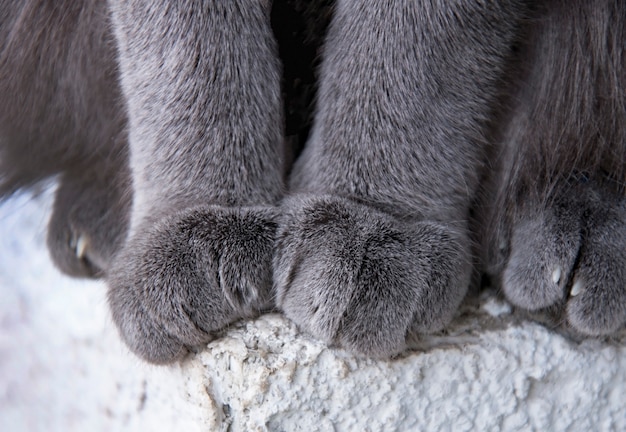 Detail Shot Of Soft Cat Paws While Sitting