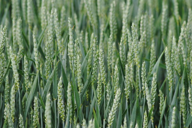 Photo detail shot of stalks