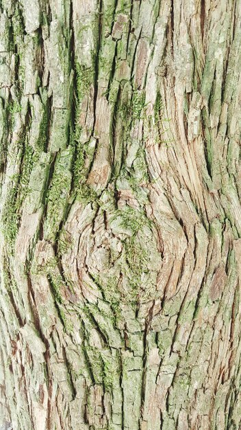 Photo detail shot of tree trunk