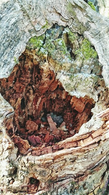 Foto fotografia dettagliata del tronco dell'albero