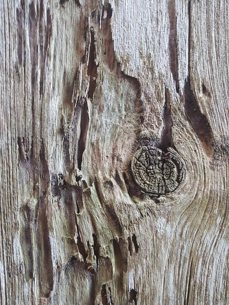 Photo detail shot of tree trunk