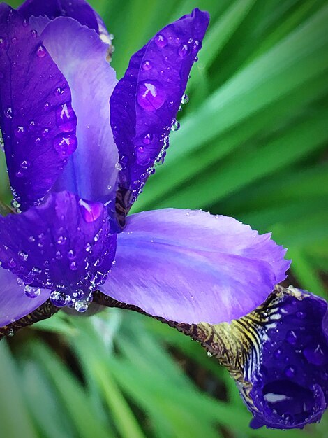 Photo detail shot of water drops on flowers