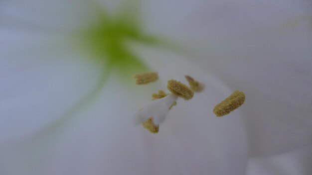 Foto fotografia dettagliata di un fiore bianco