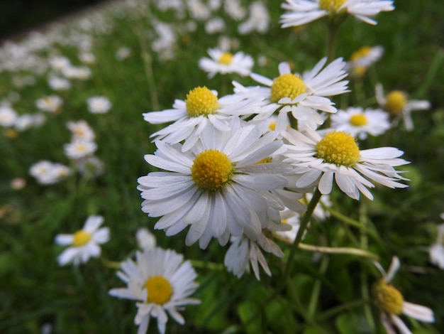 Detail shot of white flowers