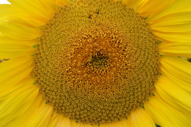 Detail shot of yellow flower