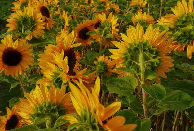 Detail shot of yellow flowers