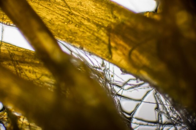 Detail shot of yellow leaf