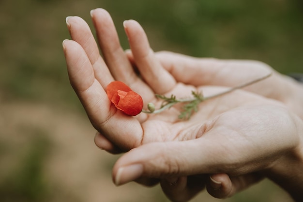 Photo detail of the single small plant of poppy with red blossom lying in the women's hand
