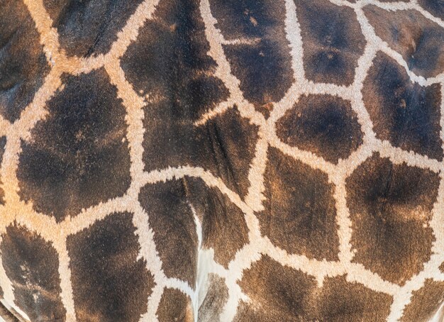 Detail of the skin on an African giraffe