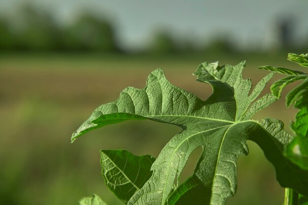 Detail of some leaves under magnification of a macro lens. veins and leaf details are clearly visible, including the serrated edge.