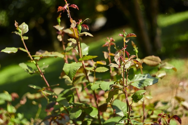 夕日の光で輝くロザリオ植物のディテール。