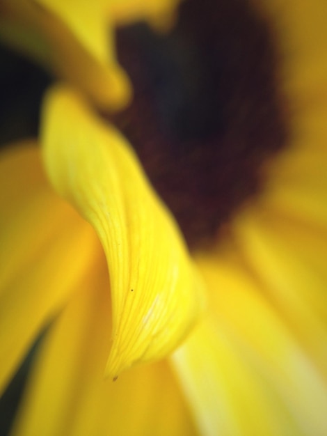 Detail of sunflower petal