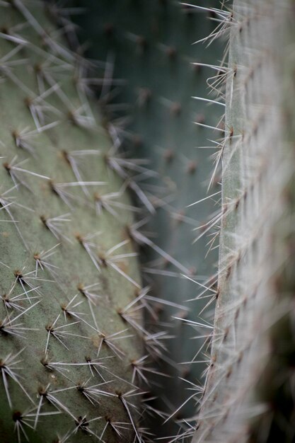 Photo detail of the thorns of a cactus