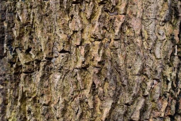 Detail Of Tree Bark Texture