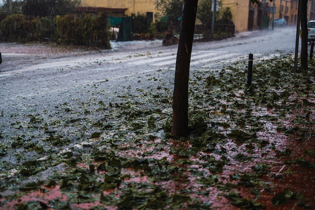 Photo detail of tree breakage caused by the hail storm caused by the meteorological phenomenon dana in barcelona- el bruc spain 25 aug 2022