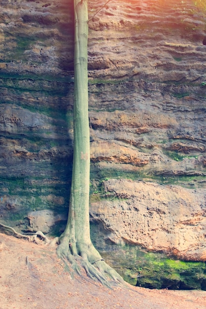 Detail of a tree trunk on the background of rocks Toned