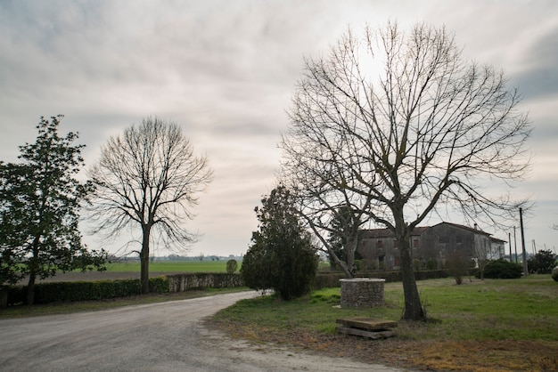 Photo detail of trees and a dirty road in winter season