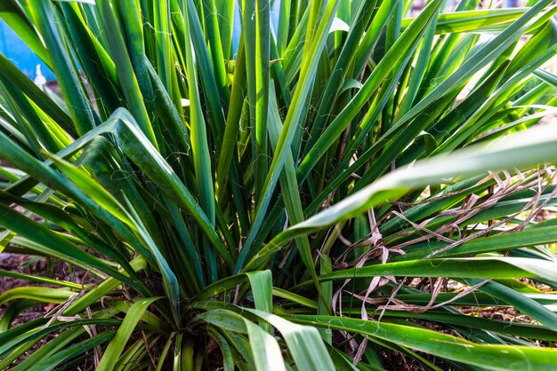 Detail of tropical leaves large green foliage in jungle