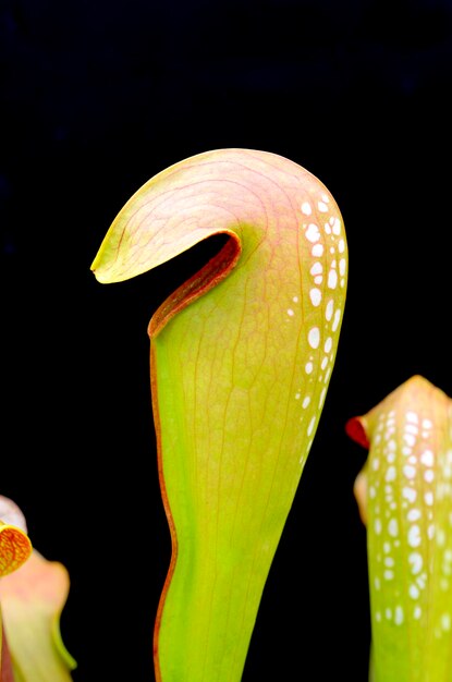 검은색 바탕 에 있는 트럼 ⁇  <unk>자 Sarracenia minor var okefenokeensis 의 세부 사항