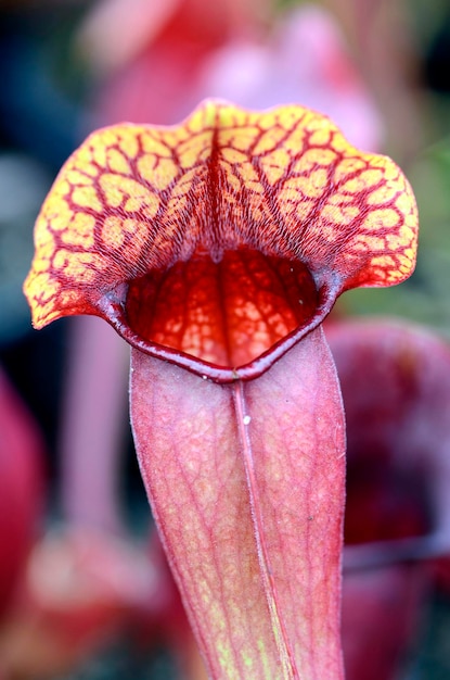 Деталь трубного кувшина Sarracenia purpurea ssp венозная волнистая крышка