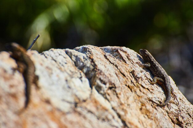 Detail of two lizards resting on a large rock in spring