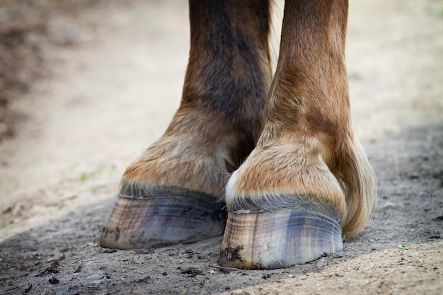 Detail van achterhoeven paard