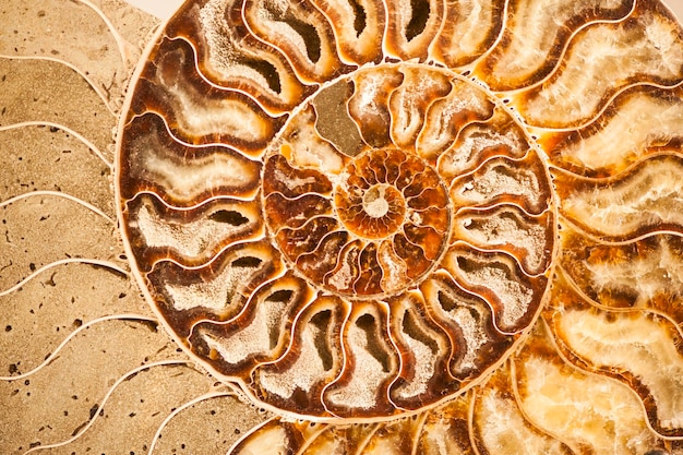 Detail van ammoniet fossiele shell