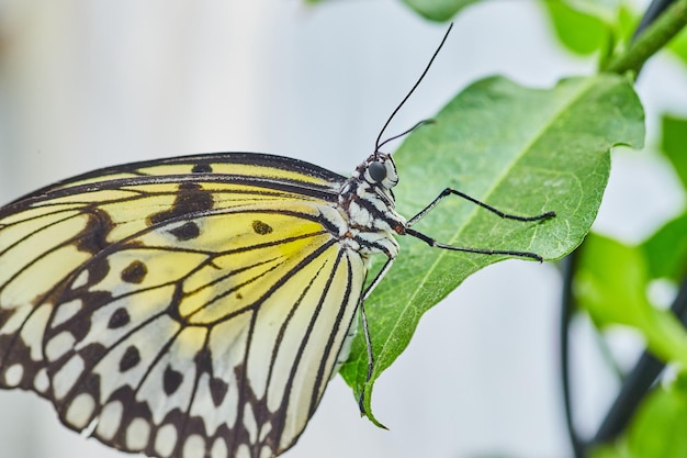 Detail van Aziatische Mime Swallowtail vlinder