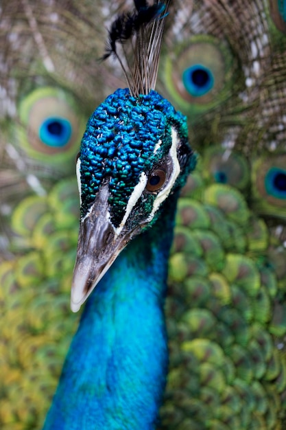 Detail van blauw Pauwhoofd