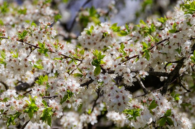 Detail van bloesem kersenboom