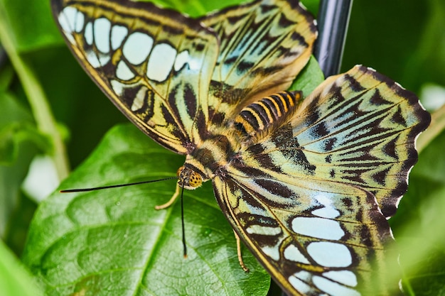 Detail van Brown Clipper vlinder in rust