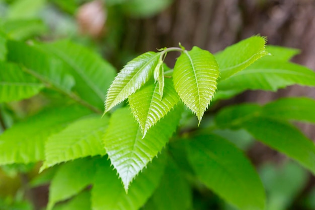 Detail van Castanea Sativa boom tamme kastanje bloeiende takken