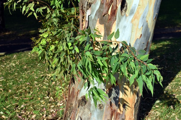 Detail van de bladeren van de zuidelijke blauwe gum Eucalyptus globulus die in een park wordt gekweekt