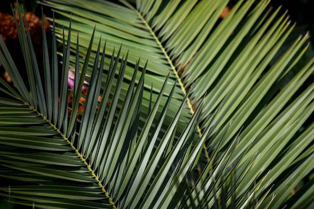 Foto detail van de bladeren van een palmboom