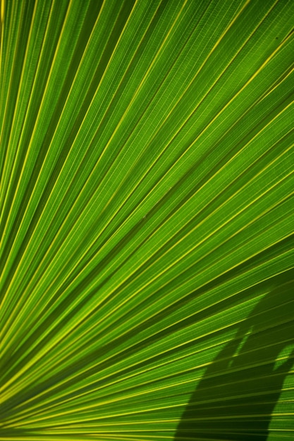 detail van de bladeren van een palmboom