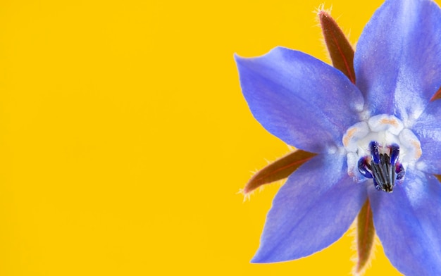 Detail van de blauwe bloemen van de borage plant geïsoleerd op een gele achtergrond