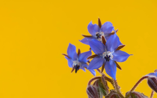 Detail van de blauwe bloemen van de borage plant geïsoleerd op een gele achtergrond