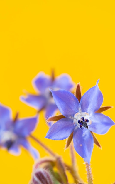 Detail van de blauwe bloemen van de borage plant geïsoleerd op een gele achtergrond