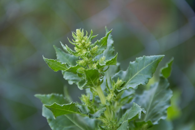 Detail van de bloeiende snijbiet voor zaden in de moestuin