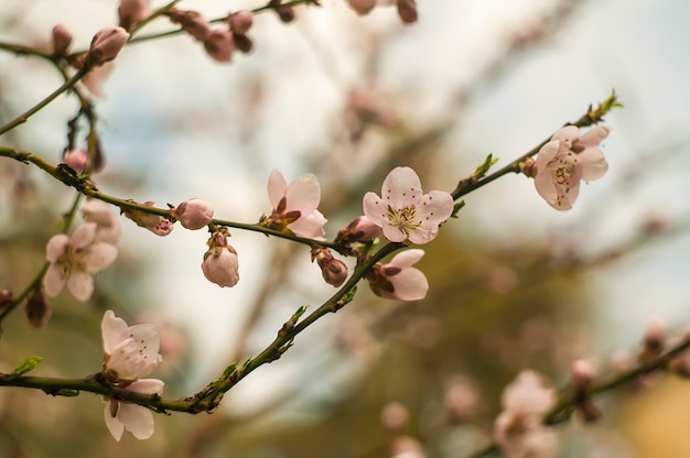 Detail van de bloem van een perzikboom in het voorjaar.
