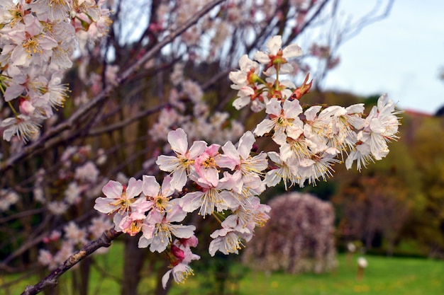 Detail van de bloemen van de Japanse kers Prunus serrulata Het is een soort afkomstig uit China, Korea en Japan