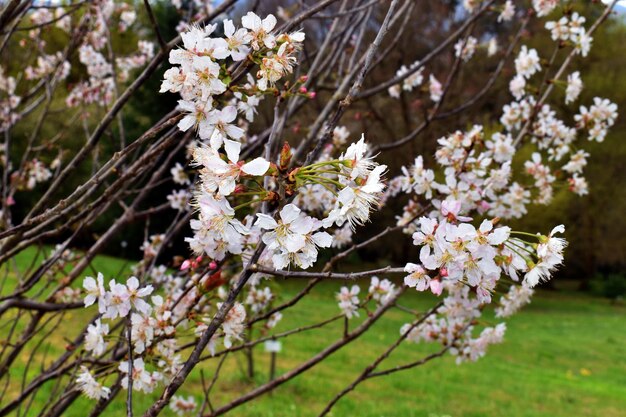 Detail van de bloemen van de Japanse kers Prunus serrulata Het is een soort inheems in China Korea en Japan