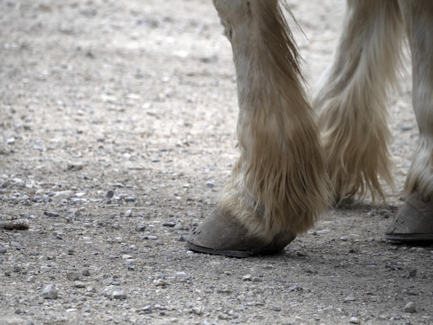 Detail van de hoef van een werkend paard in close-up