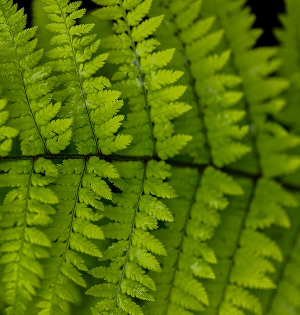 Detail van de houten varenbladeren