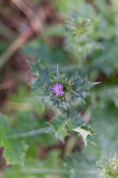 Detail van de mooie bloem van de Borriquero distel of Onopordum acanthium in het veld the