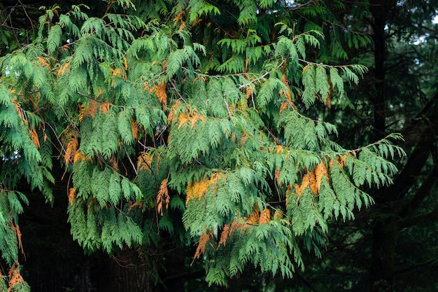 Detail van de takken met intense groene en oranje kleuren van sommige dennenbomen in Oswald West State Park