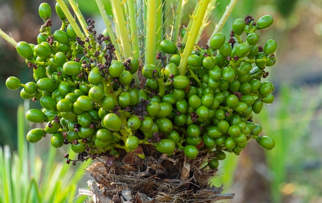 Detail van de vruchten of bessen van de chamaerops is een geslacht van bloeiende planten in de familie Arecaceae. De enige momenteel volledig geaccepteerde soort is Chamaerops humilis