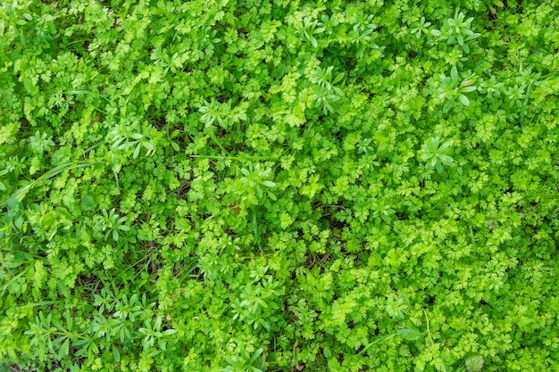 Detail van de wilde peterselieplant die in het veld is geboren